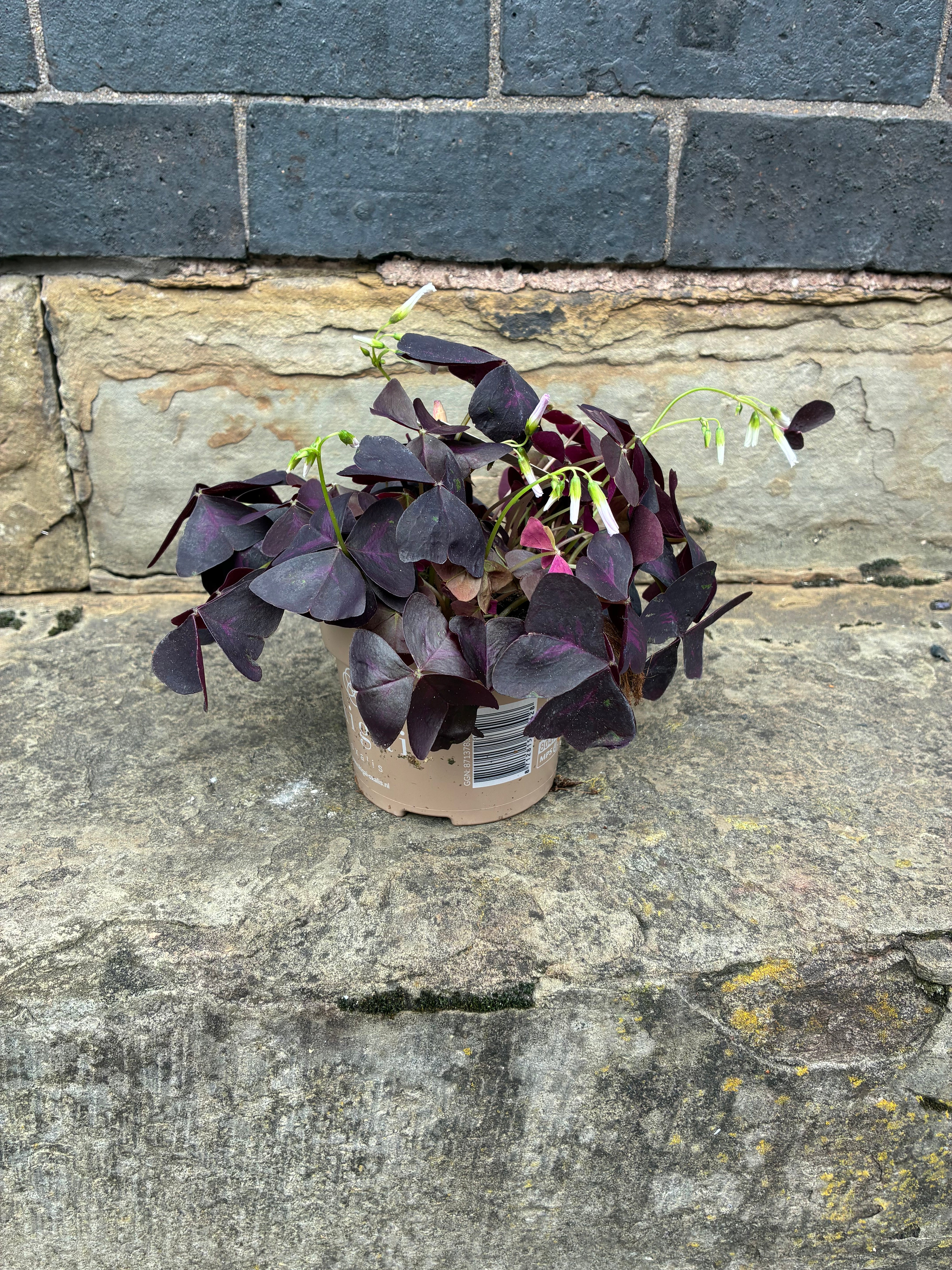 Oxalis Plant
