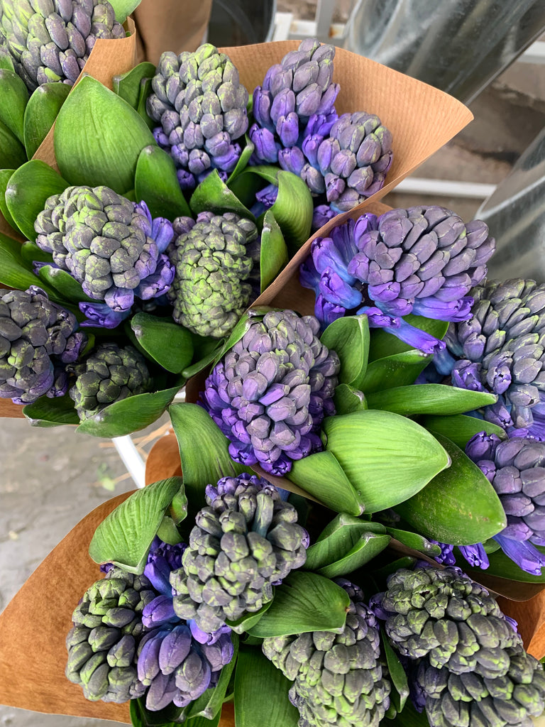 Blue Hyacinth Flowers
