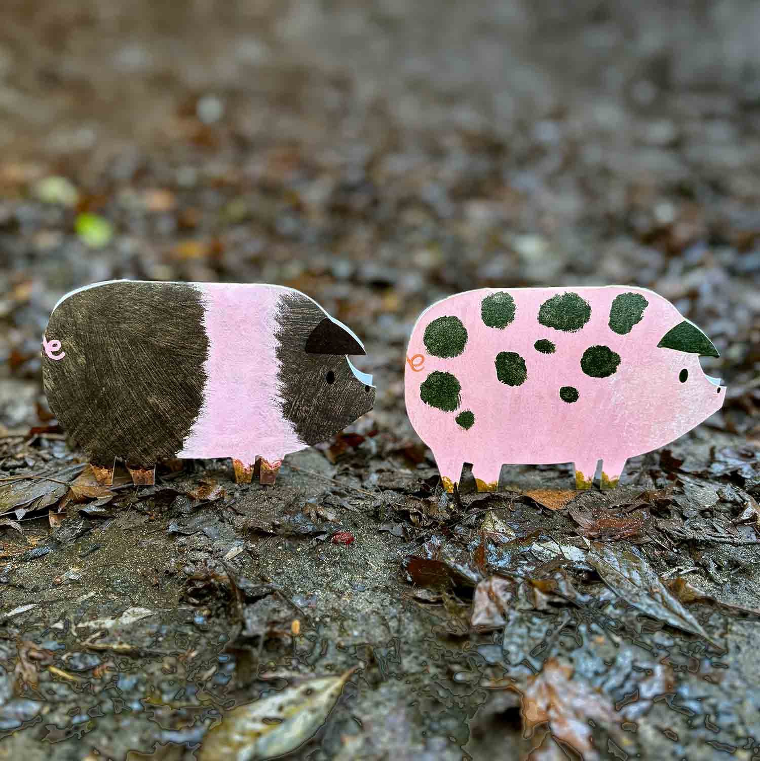 Striped Pig card