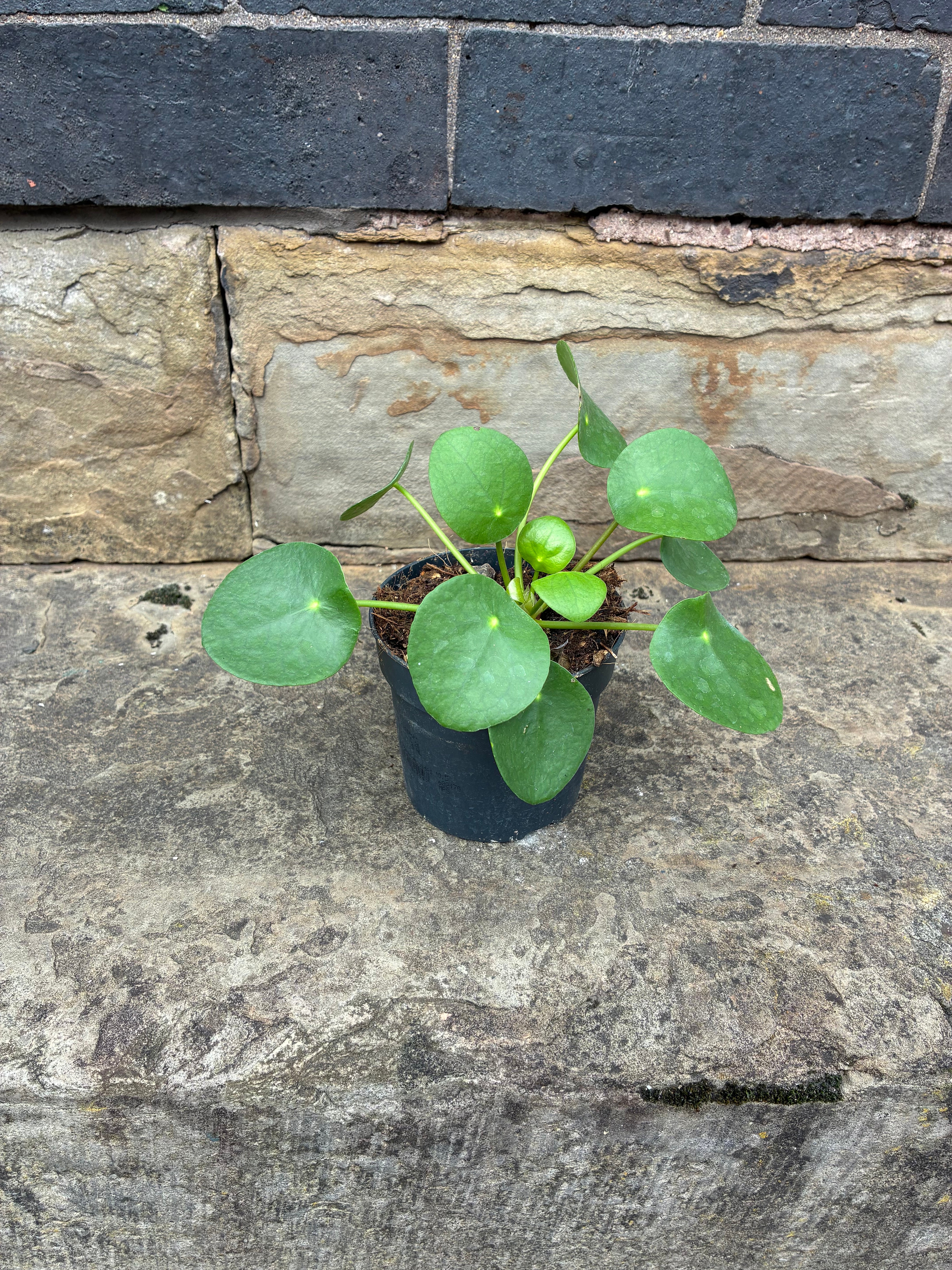 Pilea Plant