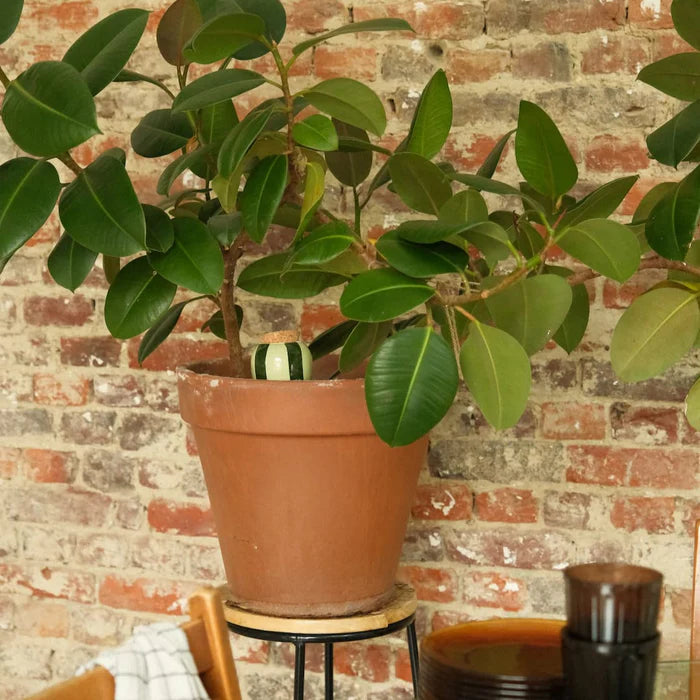 Olla - Green Striped