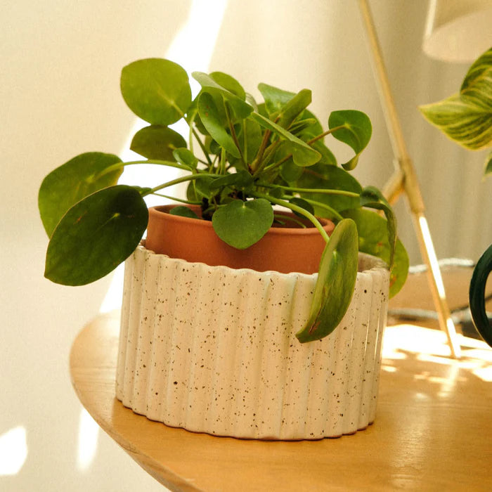 Paula Self-Watering Pot - Textured White