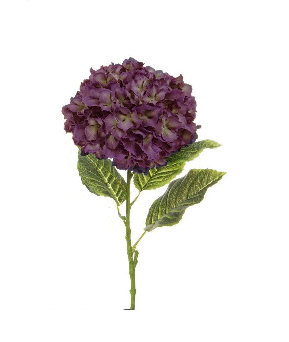 Hydrangea Stem
