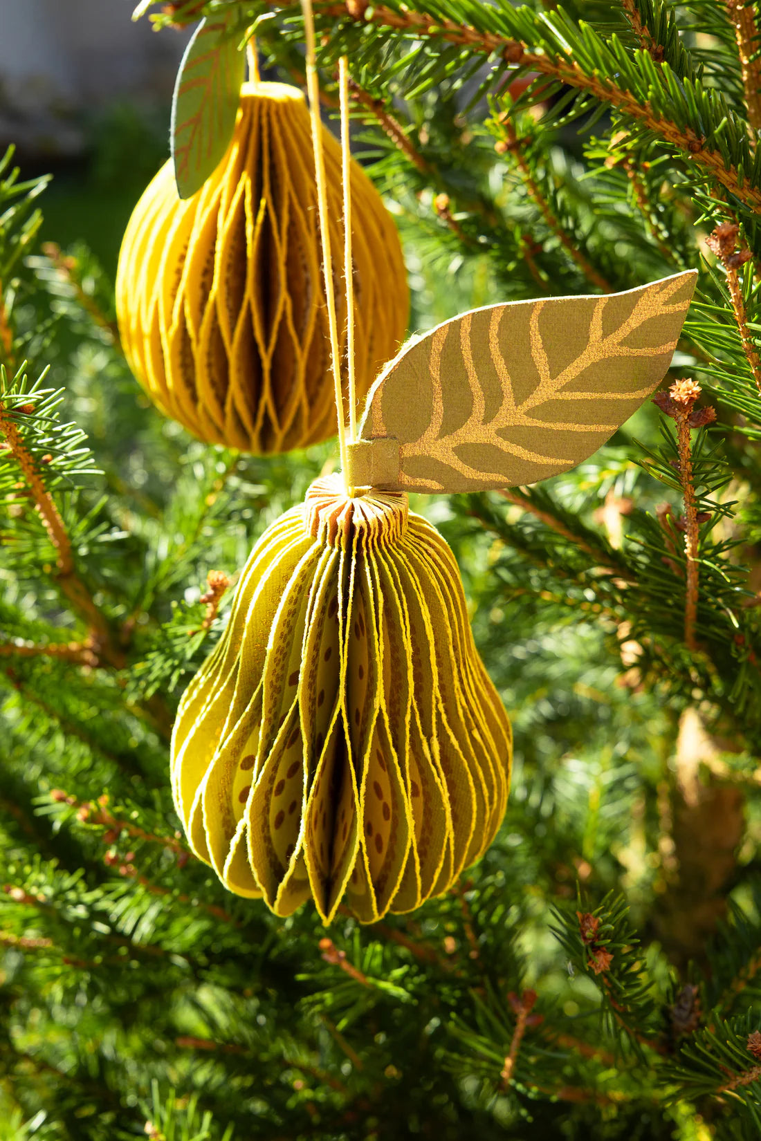 Honeycomb Pear