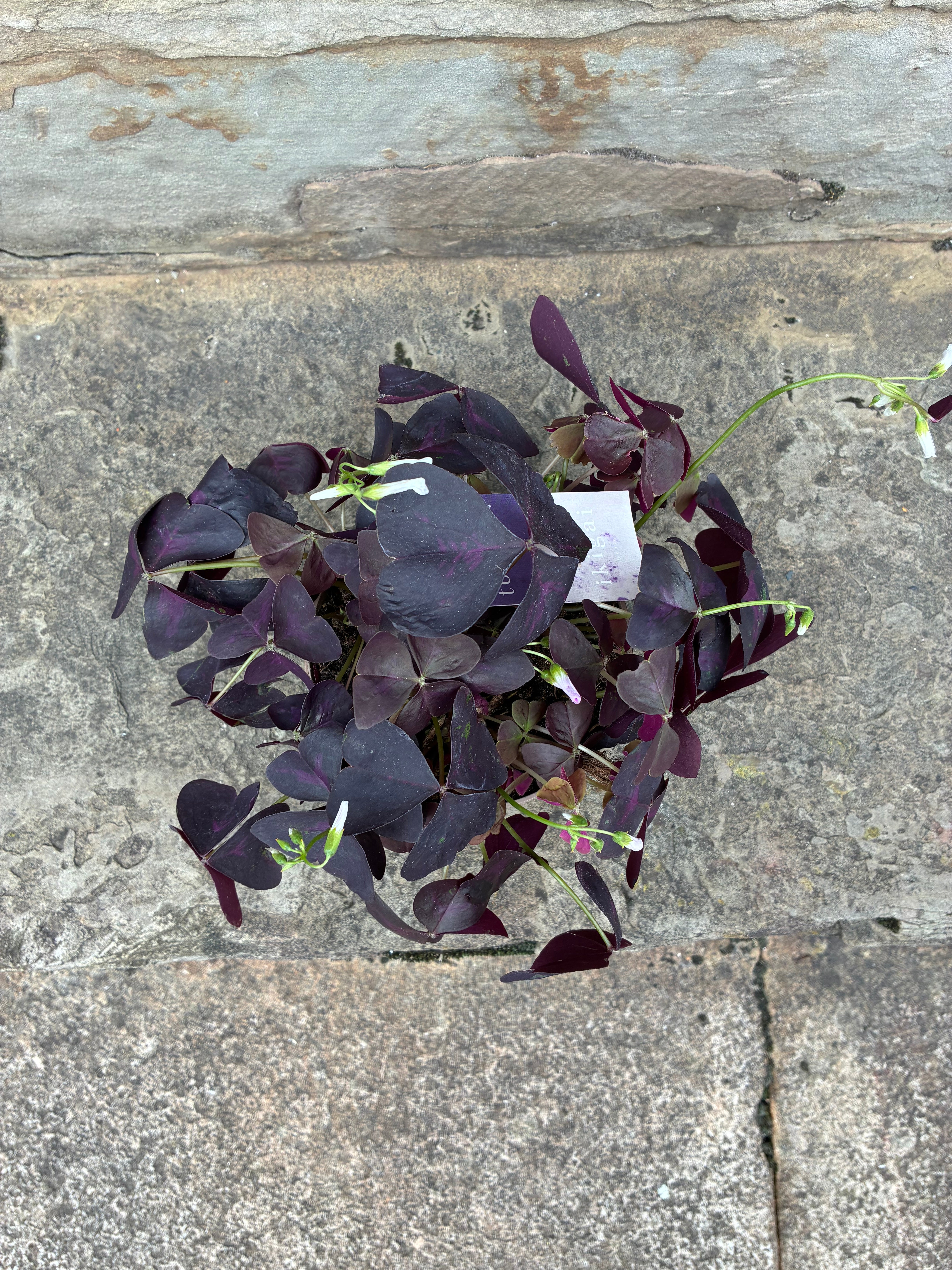 Oxalis Plant