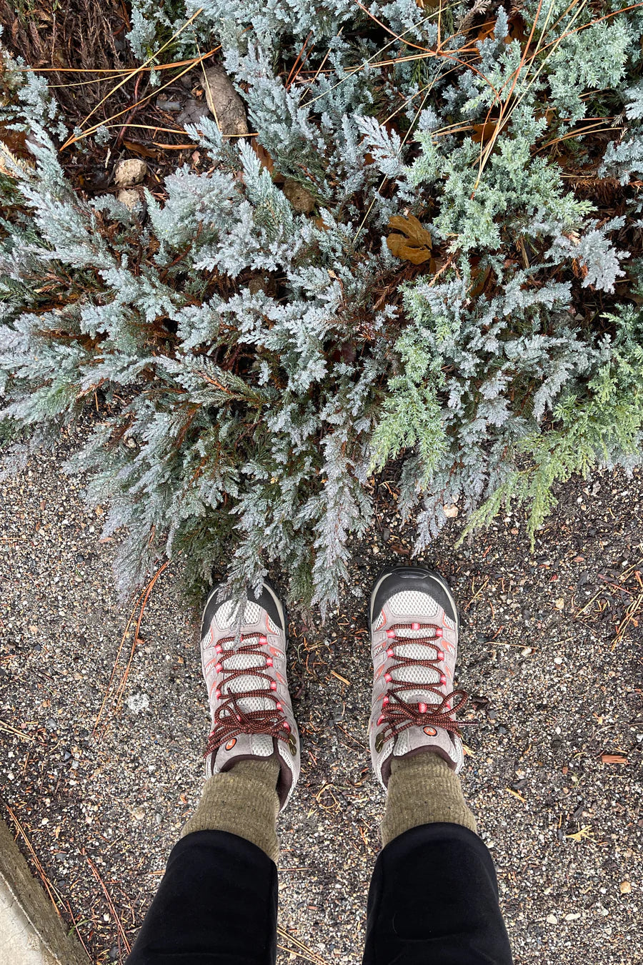 Snow Socks - Cedar