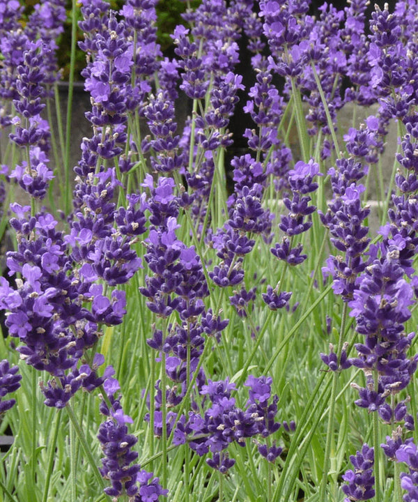 Lavender ‘Munstead Dwarf’ Seeds
