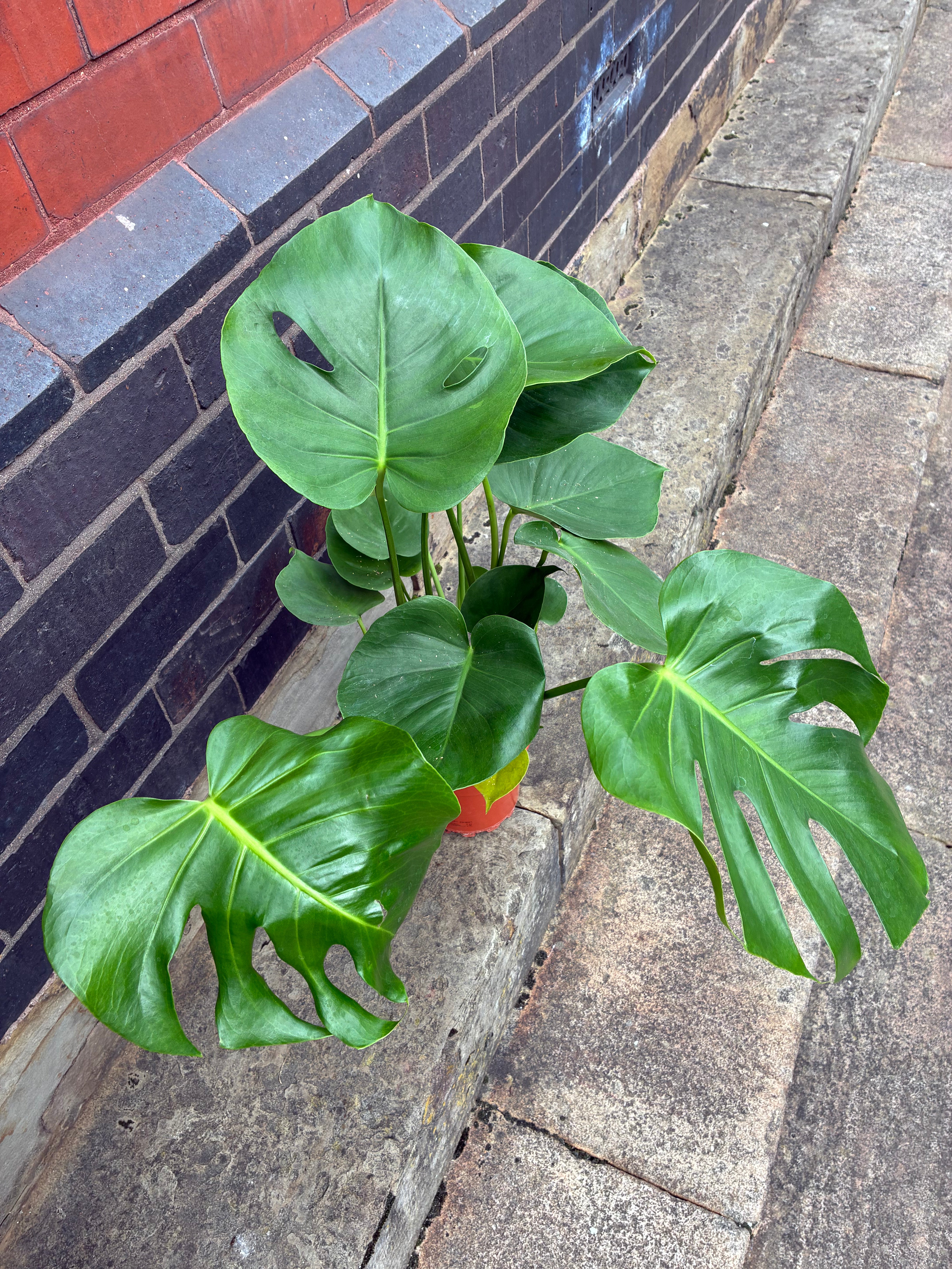 Monstera (Cheese Plant)