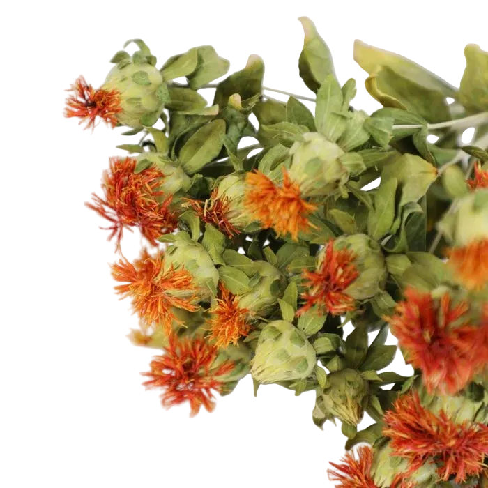 Safflower Bunch