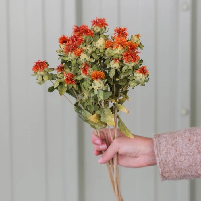 Safflower Bunch