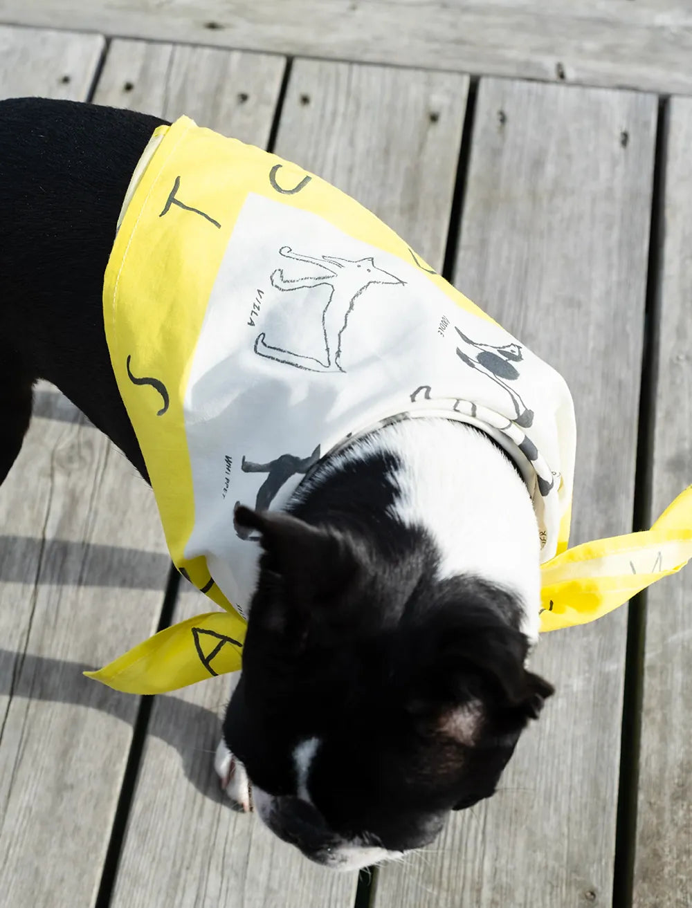Abc Dogs Scarf