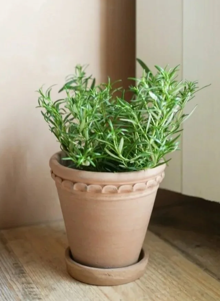 Tuscan Plant Pots - Set of 2