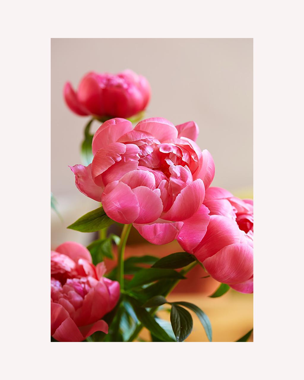 Peony Flower Bunch - 5 stems
