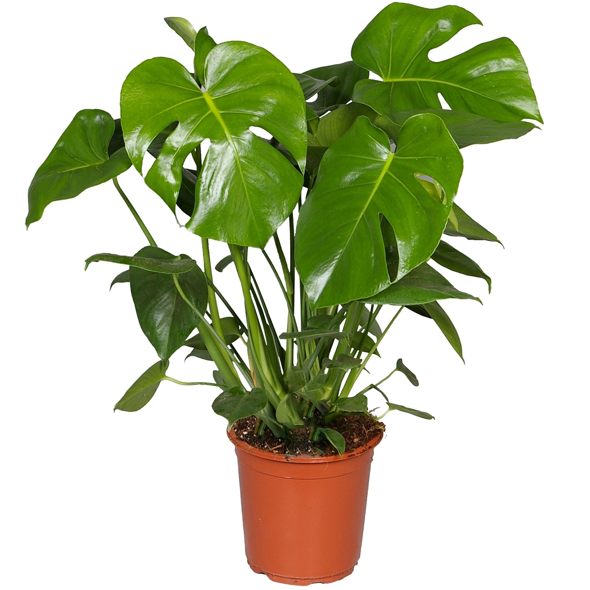 Monstera (Cheese Plant)