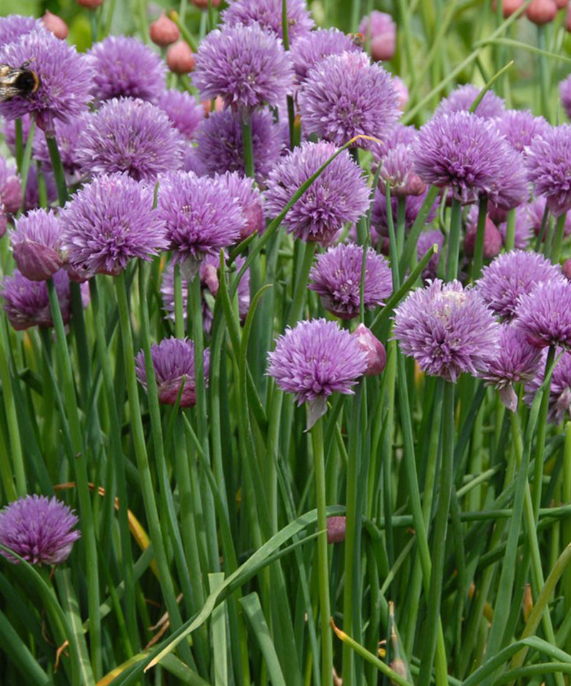 Chive Seeds