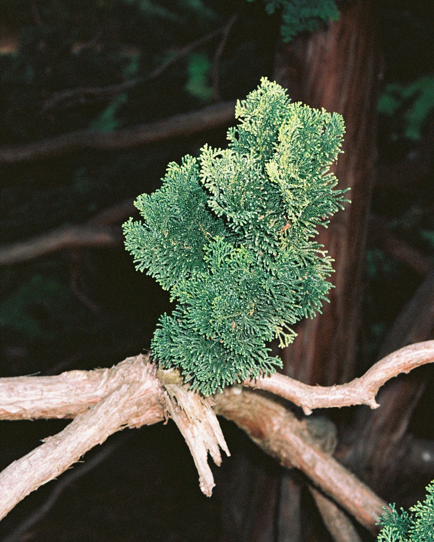 Scented Candle - Hinoki