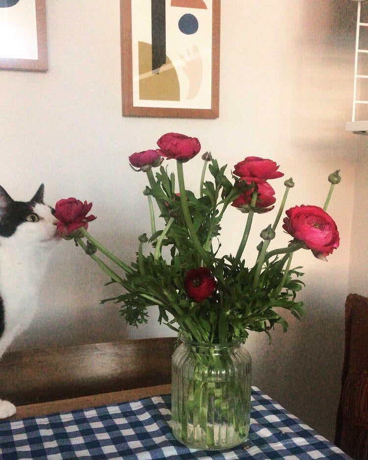 Ranunculus flower Bunch