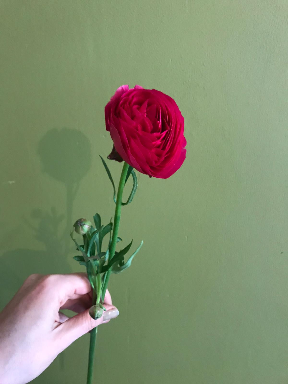 Ranunculus flower Bunch