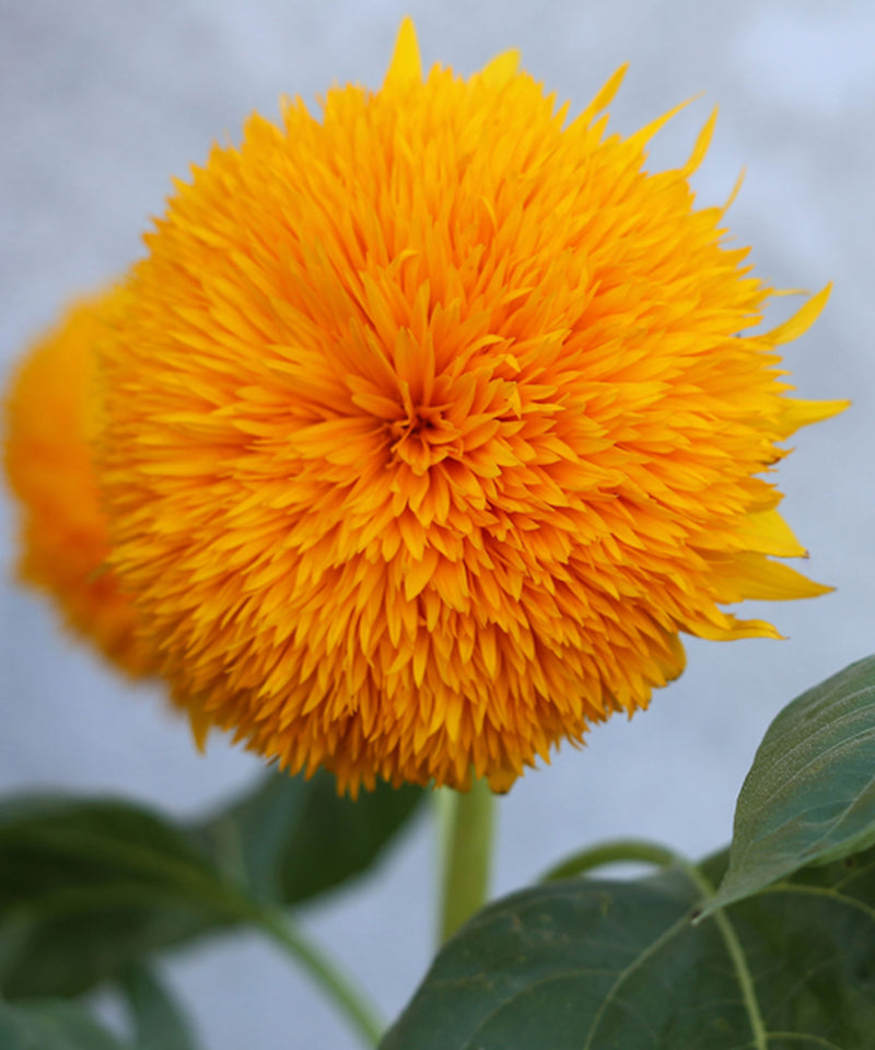 Sunflower ‘Teddy Bear’ Seeds